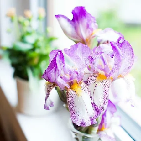 Apartma Ela Апартаменты *