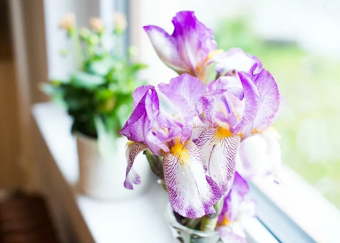 Apartma Ela Apartment *